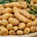 Bangladesh Fresh Vegetable Potato/ Chines Potato/ fresh Potato